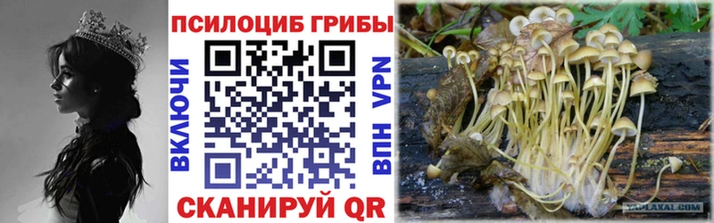 где купить   Королёв  hydra онион  Псилоцибиновые грибы мицелий 